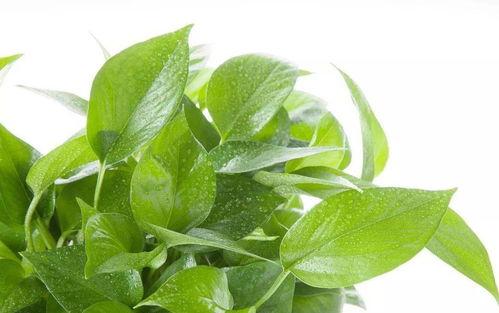 绿萝演员,演绎生命力的绿意盎然